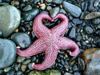 /album/resim-galerisi/deniz-yildizi-8-jpg/