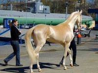 /album/resim-galerisi/akhal-teke-6-jpg/